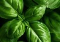 Di Balik Ukurannya yang Kecil Ternyata Daun Tulsi Mampu Jaga Sistem Pernapasan hingga Usir Diabetes, Cari Tahu yang Lain!
