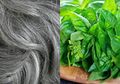Tidak Hanya Sebagai Lalapan Saja, Nyatanya Gunakan Herbal Ini di Pagi Hari Bisa Basmi Uban, Begini Cara Pakainya, Mau Coba?