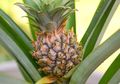 Coba Mulai Rutin Minum Air Rendaman Nanas di Pagi Hari Saat Perut Kosong, Menurunkan Berat Badan Bukan Lagi Mimpi!