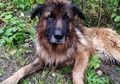 Dikubur Hidup-hidup oleh Pemiliknya, Anjing Ini Gali Kuburannya Sendiri untuk Mencari Pertolongan