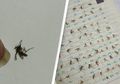 Aneh! Cewek Ini Viral Lantaran Koleksi Nyamuk Mati yang Pernah Ditangkap, Apa Tujuannya?