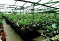 Berkebun untuk Hobi sekaligus Bisnis Salon Adenium, Apa Modalnya?