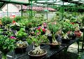 Berbisnis Tanaman Adenium, Ini Cara Meningkatkan Nilai Jualnya