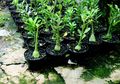 Pembibitan Tanaman Adenium jadi Bisnis Menarik? Cari Tahu di Sini!