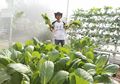 Jualan Lewat Facebook, Petani Hidroponik Ini Raup Untung Saat Pandemi