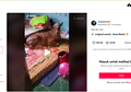 Kocak! Sapi Rebahan dalam Kamar Pemiliknya Ini Lagi Viral, Gini Ceritanya