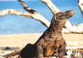 Megaproyek Pemerintah 'Jurassic Park' Kecewakan Banyak Pihak, Cucu Keponakan Mantan Presiden BJ Habibie: Maafkan Kami, Komodo