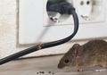 Pelihara Kucing atau Anjing Ampuh Usir Tikus di Rumah, Simak 6 Cara Lainnya, Ampuh!