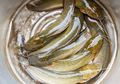 Begini Rupanya Rahasia Pedagang Lele Bersihkan Ikan Lele Hingga Tidak Berlendir, Caranya Cuma dengan Oleskan Bahan Dapur Ini Sebelum Dimasak