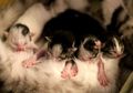 Viral! Saking Senangnya Kucing Perliharaanya Lahirkan 5 Anak, Sosok Ini Sampai Gelar Syukuran hingga Bagi-bagi Ratusan Nasi Kotak