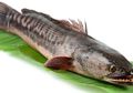 Ikan Gabus untuk Penyandang Diabetes dan Segudang Khasiat Ajaibnya