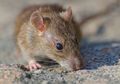 Ini 5 Cara Alami Mengusir Tikus dari Rumah, dari Merica hingga Bubuk Kopi