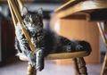 Pemilik Kucing Perlu Tahu Ini! Tidak Semua Makanan Manusia Bisa Dimakan Kucing, 7 Makanan Ini Berbahaya Buat Kucing!