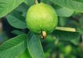 Bermanfaat Mulai dari Daunnya Hingga Buahnya, Jambu Biji Ternyata Juga Bisa Usir Nyamuk di Rumah!
