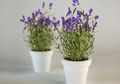 Bikin Lalat Kabur Selamanya, Ternyata Modal Siapkan Lavender dan Cengkeh Mujarab Usir Hama Satu Ini!