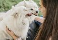 Ingin Adopsi Anjing karena Rumah Sepi? Perhatikan 6 Hal Ini Dulu Supaya Perawatan Lancar