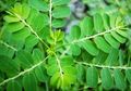Keluarga Sehat, Ini 5 Manfaat Daun Kelor, Bisa Turunkan Kolesterol!