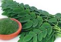 Keluarga Sehat dengan Manfaat Daun Kelor yang Dijuluki Superfood!