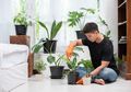 Perhatian Buat Para Pecinta Tanaman Hias, Begini Cara Agar Daun Tanaman Makin Kinclong, Cuma Bersihkan dengan 4 Bahan Alami Berikut Ini!