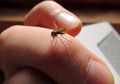 Guru Besar UGM ’Modifikasi’ Nyamuk Aedes Aegepty untuk Tekan Penyebaran DBD