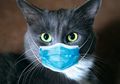 Waduh, Hasil Studi Baru Tentang Virus Corona Menyimpulkan, Kucing Menjadi Pembawa SARS-CoV-2