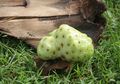 Mulai dari Menurunkan Demam Sampai Obat Cegah Kanker, Ini Manfaat Buah Mengkudu yang Mungkin Tak Moms Ketahui