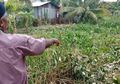 Paranormal Sampai Diturunkan, Perampok Toko Emas di Meulaboh Bikin Geger, Pelaku Hilang Bak Ditelan Bumi Usai Kabur ke Rawa-rawa
