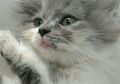 SARS-CoV-2 Juga Menginfeksi Kucing dan Anjing, Perlukah Vaksin Khusus?