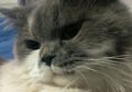 Kucing Menderita FLUTD, Selain Sulit Kencing Ini Gejala Lainnya!