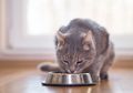 Tak Semua Makanan Manusia Aman untuk Kucing, Inilah 7 Jenisnya