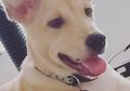 Suka Piara Anjing? Ini Satu Lagi Kepintarannya, Bisa Deteksi Panas!