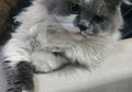 Jaga Kesehatan Anjing dan Kucing, Kenali Vaksin yang Wajib Diberikan