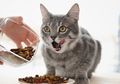 Jangan Salah Memilih Makanan Kucing, Pertimbangkan 6 Hal Ini!