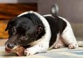 Anjing Piaraanmu Tak Nafsu Makan? Ini 7 Hal yang Bisa Jadi Penyebab