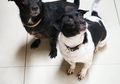 Pelihara Anjing dan Kucing di Rumah? Mereka perlu Diisteril, Ini Alasannya!