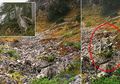 Bak Hantu, para Sniper dalam Foto-foto Ini Berkamuflase Nyaris Tak Terlihat, Bisakah Anda Menemukan Mereka?