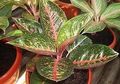 Ingin Tambah Penghasilan dari Aglaonema? Cara Meninggikan Harga Jual