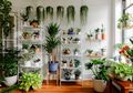Agar Indoor Plant Tumbuh Subur, Langkah Ini Mesti Kamu Lakukan