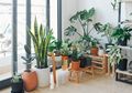 Daun Tanaman Indoor Mengeluarkan Air Terus, Nornalkah? Cek Sebabnya!