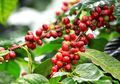 Jelajah Rasa Kopi Jawa Barat yang Mendunia