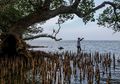 Menilik Buah Manis Konservasi Ekosistem Pantai di Kabupaten Bangkalan