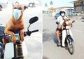 Dalam Seminggu, Anjing di Malaysia Berhasil Dilatih Pake Masker Pas Keluar Rumah