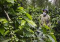 Kopi Kang dan Budidaya Maggot, Upaya Unik Warga Jawa Barat Jaga Kelestarian Lingkungan