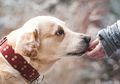 Bingung Memberi Nama Anjing Peliharaanmu? Pertimbangkan Ini!