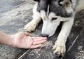 Pelihara Anjing di Rumah? Teriakan dan Sering Menghukum Berpengaruh pada Kebahagiaannya