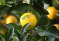 Lemon dan Vitamin C juga Bawang Putih untuk Mengatasi Corona