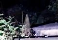 Pemburu Hantu Mengunjungi Kuburan dan Menangkap 'Roh' Istri Pedagang yang Hidup di Abad ke-19 dan Ujung Hidupnya Berakhir Tragis