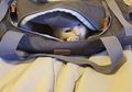 4 Alasan Kucing Suka Sembunyi di Tempat Gelap, Salah Satunya karena Stres