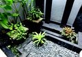 Cara Merespons Cuaca dengan Tepat agar Taman Kering Tumbuh Maksimal