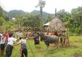 Manu, Ngana, dan Kaba: Cerita Hewan-Hewan Kurban Orang Bajawa